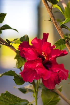 Chania villas kissamos flowers hu8c927d256031f5b81de4b8920181fe14 616509 0x400 resize q75 box.jpg