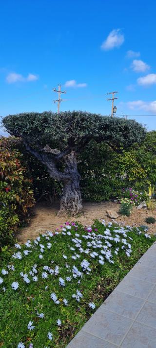 Chania villas kissamos villa euphoria path 21 hu 97cb64524fdd2b95.jpg