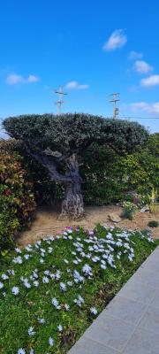 Chania villas kissamos villa euphoria path 21 hu bcce4ffc594484bc.jpg