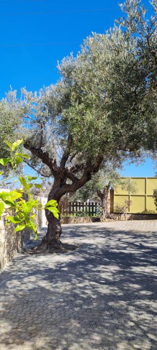 Chania villas kissamos villa happy flow 34 huf9ab8876654b7b6ed52a83de19618c88 948476 320x0 resize q75 box.jpg